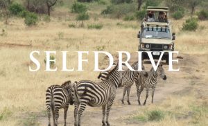 selfdrive