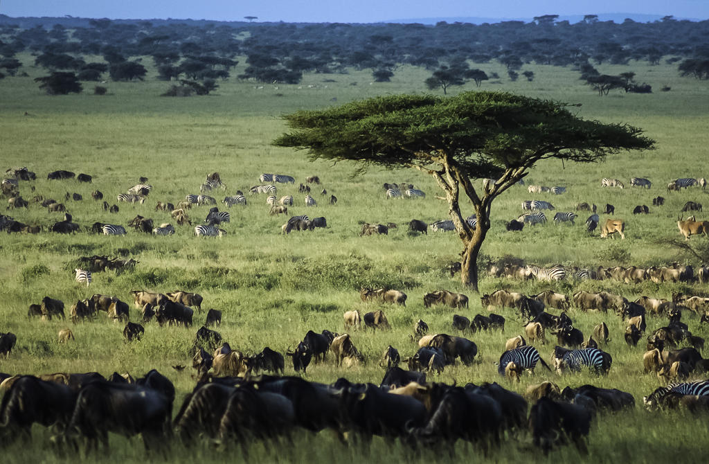 Tanzania - Hemingstone Travel